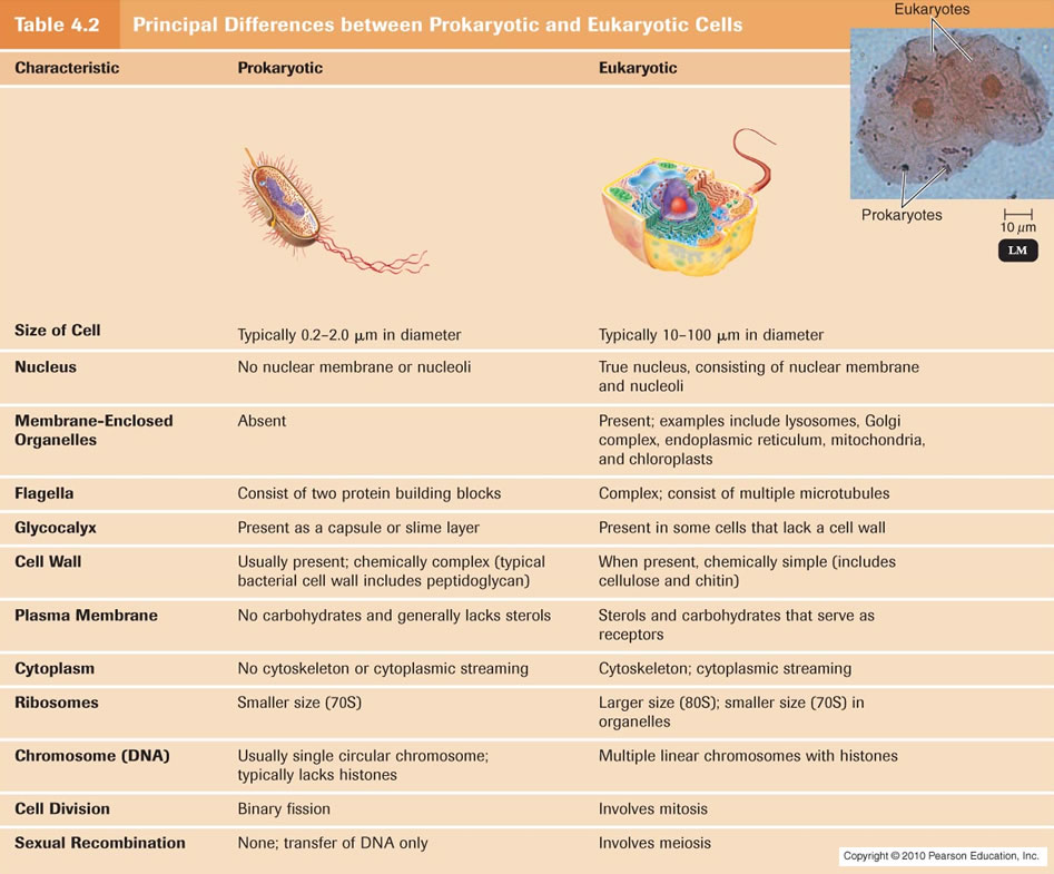 Compare And Contrast The Size And Structure Of Prokaryotic And Eukaryotic Cells